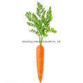 New Crop Carrot From Shandong Province